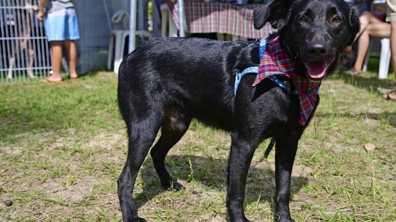 Sábado terá Evento de Adoção de Animais no Parque Municipal Manolo Cabral
