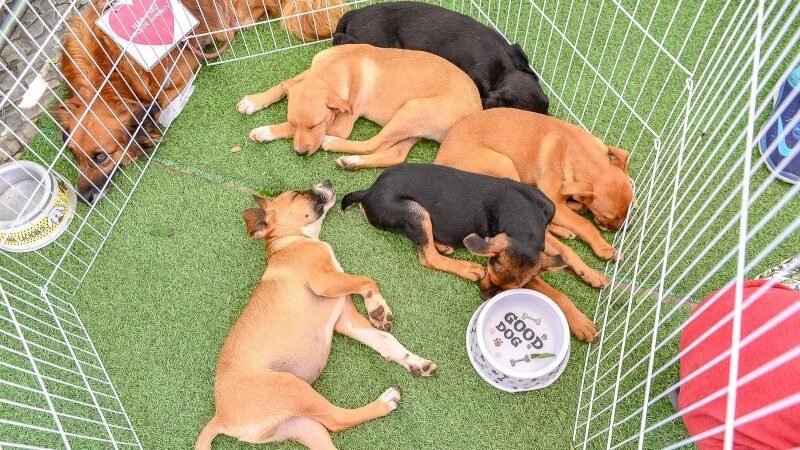 Neste sábado (02), 40 cães e gatos estarão disponíveis para adoção no Parque Manolo Cabral