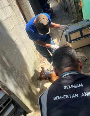 Vitória realiza o resgate do 50º animal vítima de maus-tratos
