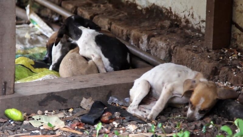 Multa para quem abandonar animais pode chegar a R$ 2.500