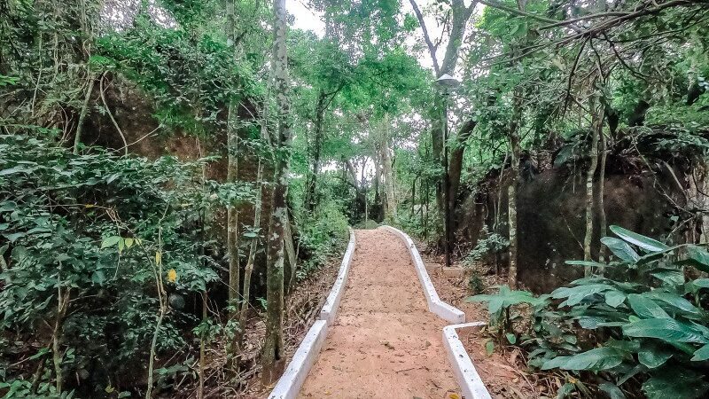 Programa contribui para preservação das florestas, cuidando da fonte verde de vida