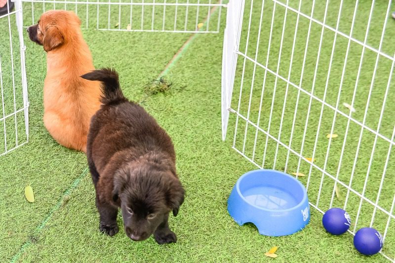 Traga Mais Alegria para Sua Casa: Adote um Pet Neste Fim de Semana!