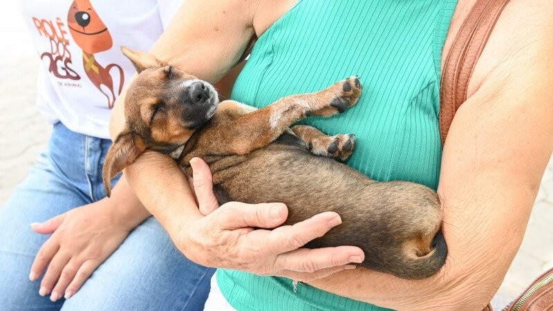 Vitória celebra o Dia Mundial dos Animais com evento de adoção de cães e gatos