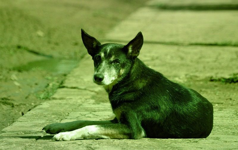 Dezembro Verde: Vitória na batalha contra o abandono e violência contra os animais