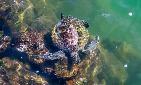 Vitória Planeja Elaborar Plano de Manejo para a Área de Proteção Ambiental Baía das Tartarugas