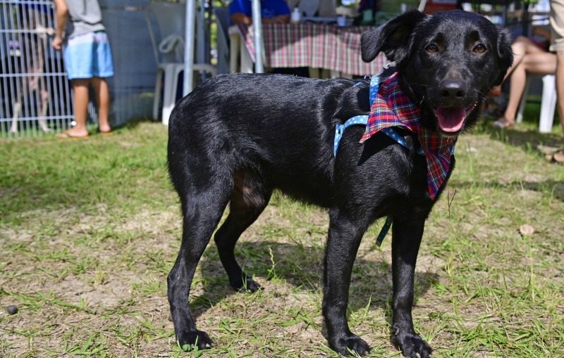 Sábado terá Evento de Adoção de Animais no Parque Municipal Manolo Cabral