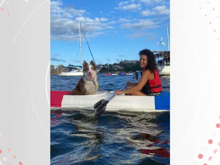 Cães se aventuram com tutores em passeios de caiaque em praia de Vitória