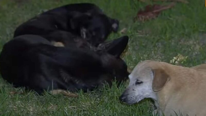 Estudante encontra cinco cachorros abandonados em rotatória de Vitória