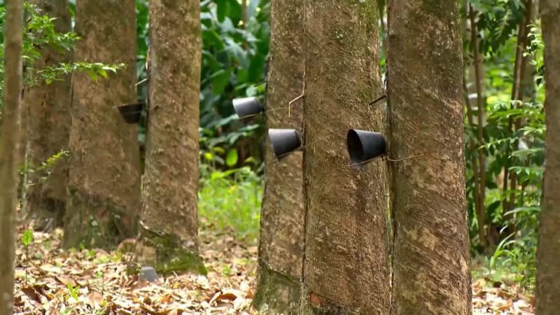 Agricultura familiar e cooperativa de seringalistas impulsionam produção de borracha no ES