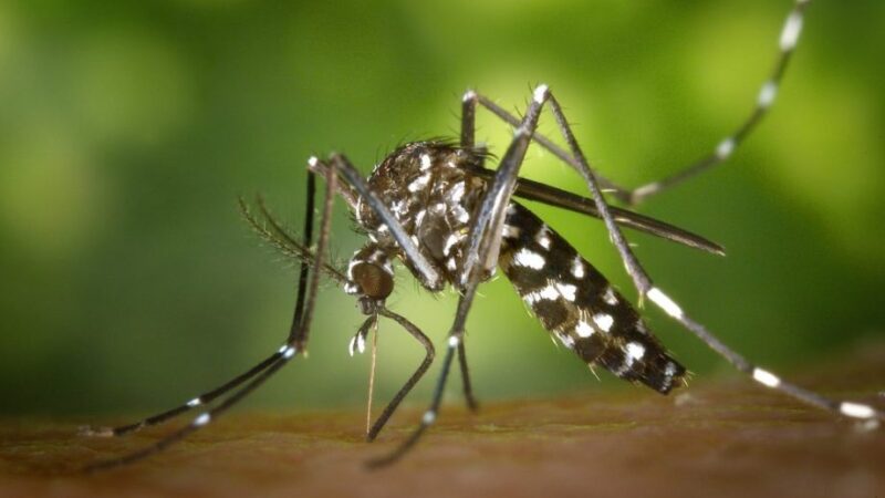 Dengue: mutirão vistoria mais de 1,4 mil imóveis e elimina 579 depósitos propícios a focos